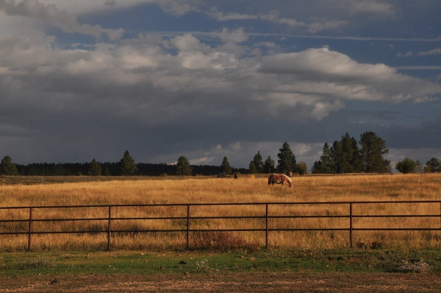 horse's pasture